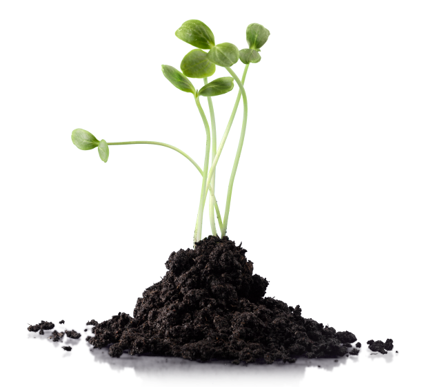 sprout
